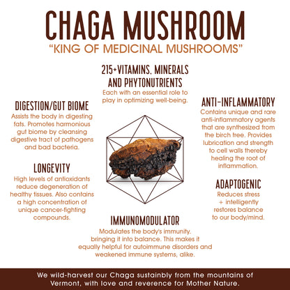 King of Medicinal Mushrooms, Chaga Mushroom