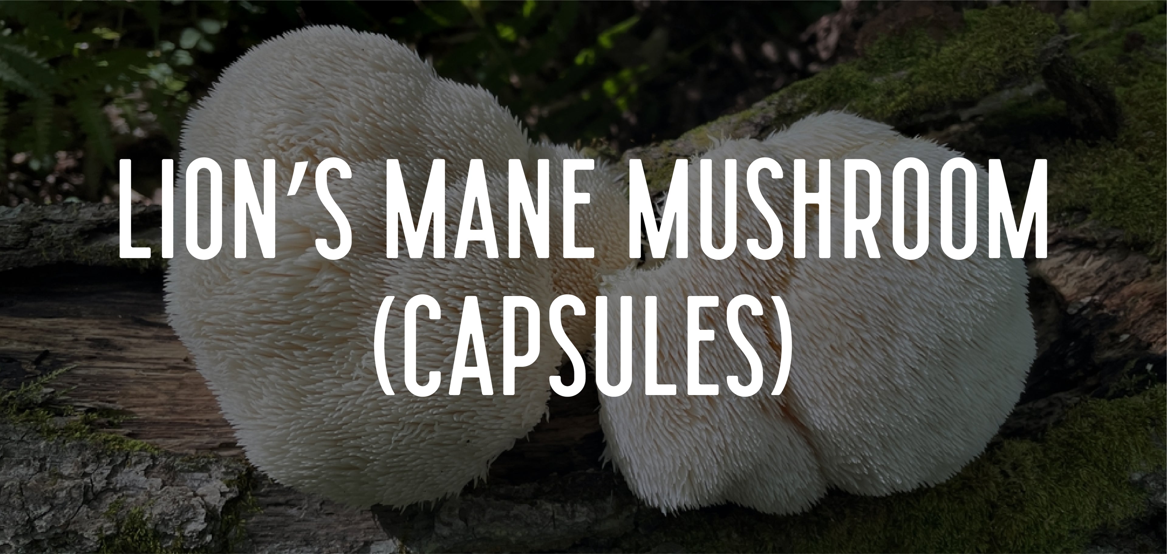 Lions mane mushroom benefits